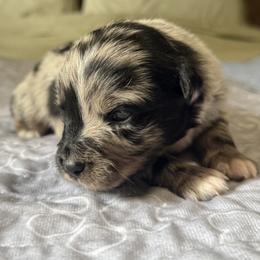 Miniature Australian Shepherd Puppies from Peace Creek Aussies