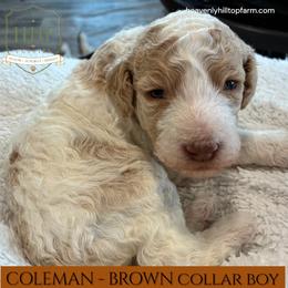 COLEMAN - Brown Collar Boy - Parti male Poodle puppy in Charlo, Montana from Heavenly Hilltop Farm