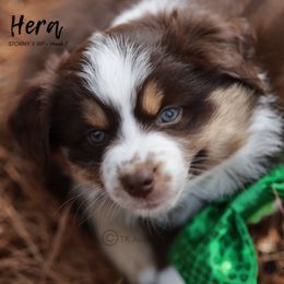 Australian Shepherd, Miniature American Shepherd, Miniature Australian Shepherd, and Toy Australian Shepherd Puppies from TK Standard, Mini, & Toy Aussies
