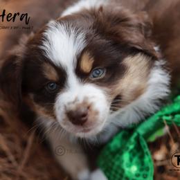Australian Shepherd, Miniature American Shepherd, Miniature Australian Shepherd, and Toy Australian Shepherd Puppies from TK Standard, Mini, & Toy Aussies