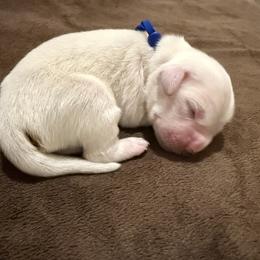 Mr. Blue - Light golden male Golden Retriever puppy in Albuquerque, New Mexico from Sandia Golden Creams