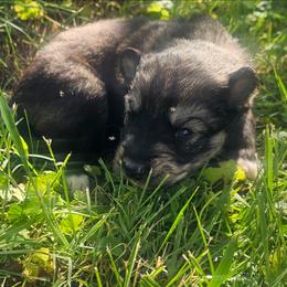 Echo - Agouti and white male Siberian Husky puppy in Louisville, Kentucky from Wild Hunt Huskies