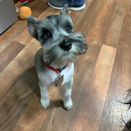 Miniature Schnauzer Puppies from Fraizer Farms