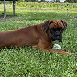 Ruger - Boxer