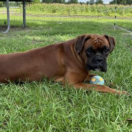 Ruger - Boxer