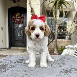 Girl 1 - Parti female Goldendoodle puppy in San Diego, California from Goldendoodles & Poodles of San Diego