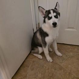 Willow - Black and white female Siberian Husky puppy in Brunswick, Ohio from Blue Star Siberians