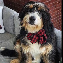 Salem - Bernedoodle