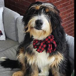 Salem - Bernedoodle