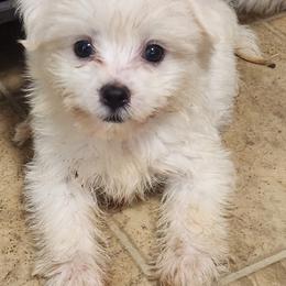 Mal-Shi, Maltese, and Shih Tzu Puppies from Natalie's Happy Fur Paw Shih-Tzues and More