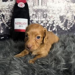 Chocolate based red ee Boy 2 - Red male Dachshund puppy in Austin, Colorado from Colorado Mini Dachshunds