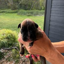 Bowie - Fawn male Boxer puppy in Jamesville, New York from Reynolds Homestead Boxers