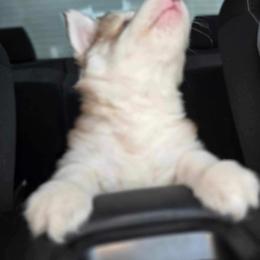 Siberian Husky Puppies from S & J Siberian Huskies