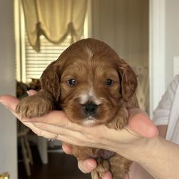 Boy 2 - Red male Cavapoo puppy in Youngsville, North Carolina from Blackberry Hill Doodles