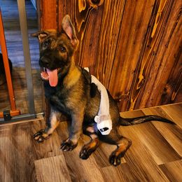 German Shepherd Puppies from Royalty German Shepherds