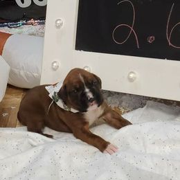 Boxer Puppies from Truax Farms