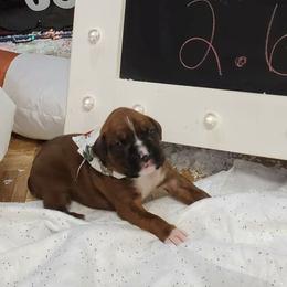 Boxer Puppies from Truax Farms