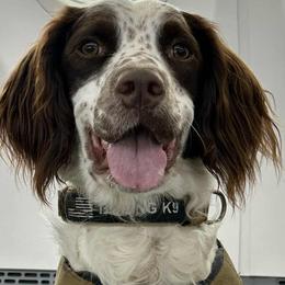 English Springer Spaniel All Grown Up from Jackpine Forest Springers