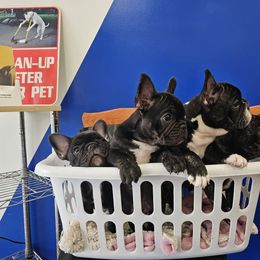 French Bulldog Puppies from Luna and London’s Puppies