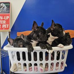French Bulldog Puppies from Luna and London’s Puppies