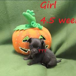 Chocolate Female Long Coat - Chocolate female Chihuahua puppy in Medina, Ohio from T Tiny Treasures