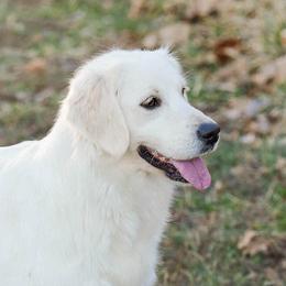 Belle - Golden Retriever