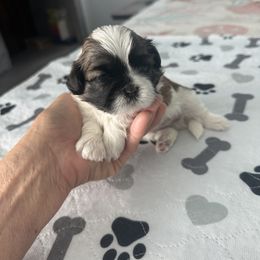 Scout - Tricolor female Shih Tzu puppy in Coweta, Oklahoma from Leahrae's Shih Tzus