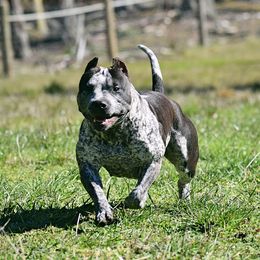 Tesla - American Bully