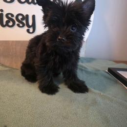 Isaac - Parti male Yorkshire Terrier puppy in Clermont, Florida from Bella's Prissy Butts