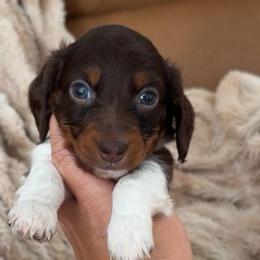 Chanel - Piebald female Dachshund puppy in North Fort Myers, Florida from Trust Fund Devil Kennel