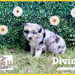 Divinity - Blue merle female Miniature Australian Shepherd puppy in Madisonville, Texas from Flying LL Aussies