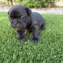 Black girl - Black female French Bulldog puppy in Gilbert, Arizona from Gilbert Puppies