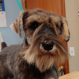 Cherry - Miniature Schnauzer