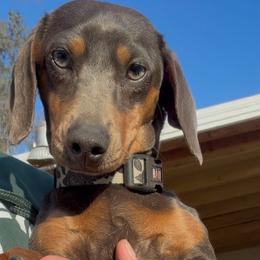 Mani - Dachshund