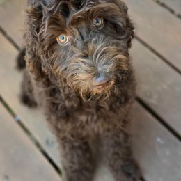 Espresso - Chocolate female Goldendoodle puppy in Eugene, Oregon from Oregon's Legendary Goldens