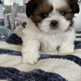 Bubby - Red and white male Shih Tzu puppy in Rockville Centre, New York from Magnolia Tzus