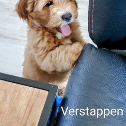 Goldendoodle Puppies from Brulee Doodles