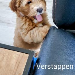 Goldendoodle Puppies from Brulee Doodles