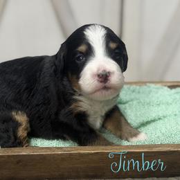 Timber - Tri-color female Bernedoodle puppy in Henry, Illinois from Rowe Farms Doodles