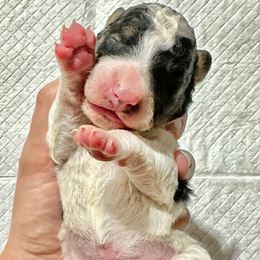 White Tricolor 2 - Tri-color male Bernedoodle puppy in Brooksville, Florida from Kruger Doodles