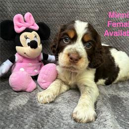 Minnie - Tri-Roan female English Springer Spaniel puppy in Hudson, Michigan from Picky’s Puppies