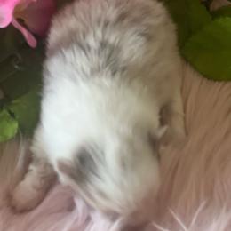 Girl 2 - Chocolate merle female Pomeranian puppy in Brentwood, California from Royalpawpoms