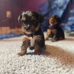Rottweiler and Yorkshire Terrier Puppies from Superior Family Kennels