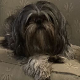 Kellie - Shih Tzu