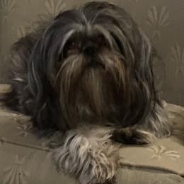Kellie - Shih Tzu