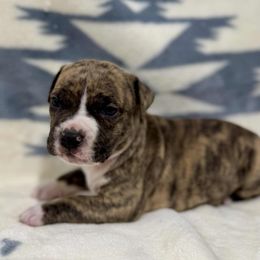 Fawn Brindle Male Blaze - Fawn brindle male American Pit Bull Terrier puppy in Nine Mile Falls, Washington from Bartin Kennels