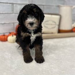 Everest - Brown and white female Bernedoodle puppy in Jacksonville, Florida from Star of the Sea Doodles