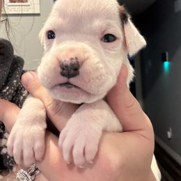 Female 2 - White female Boxer puppy in Charleston, Arkansas from Guardian Kennels