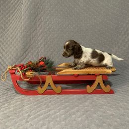 Girl 2 - Piebald female Dachshund puppy in Vinton, Iowa from Lerch Family Dachshunds