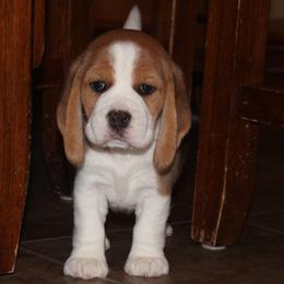 Harbor - Black tan and white female Beagle puppy in Morrill, Kansas from Kelle Beagles